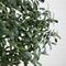 6ft. Artificial Olive Tree with White Decorative Planter